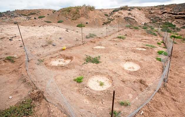 Imagen de la plantación piloto que se hizo en suelo de Telde y que ha resultado satisfactoria (Foto C7)