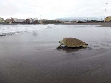 Imagen de archivo de la suelta de una tortuga desde la playa de Melenara (Foto TA)