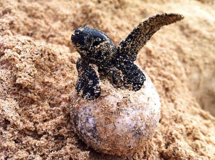 Imagen del nacimiento de un ejemplar de tortuga boba o Caretta caretta (Foto TA)