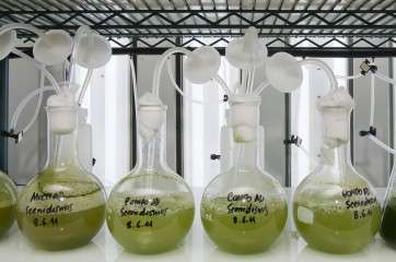 Imagen de archivo de unos compuestos elaborados por el BEA a base de algas (Foto TA)