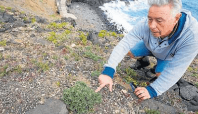 Cuesta encontrarlas, pero esta es una de las que sobreviven en El Castellano. Espiño la señala (Foto Canarias7 / Borja Suárez)