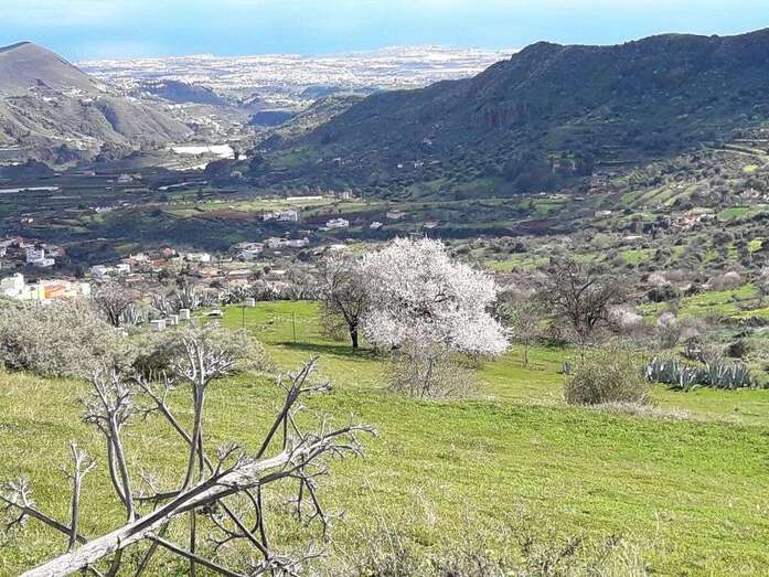 Almendreros en flor (Foto TA)