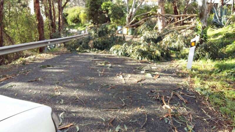 Carretera insular cortada por la caída de árboles (Foto TA)