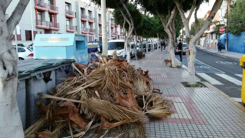 Hojas de palmeras caídas en Salinetas (Foto TA)