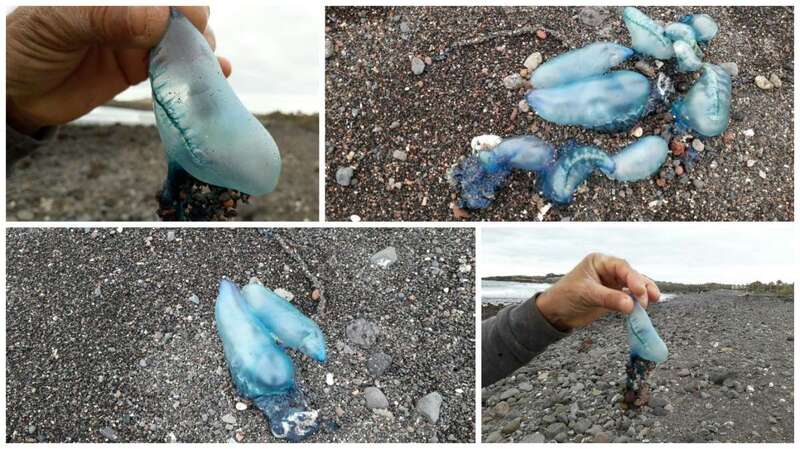 Imágenes captadas hoy en la playa de Ojos de Garza (Foto TA)