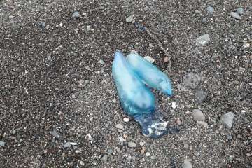 Reportaje gráfico TA