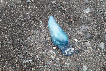 Reportaje gráfico TA