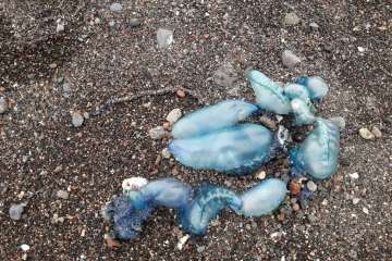 Reportaje gráfico TA