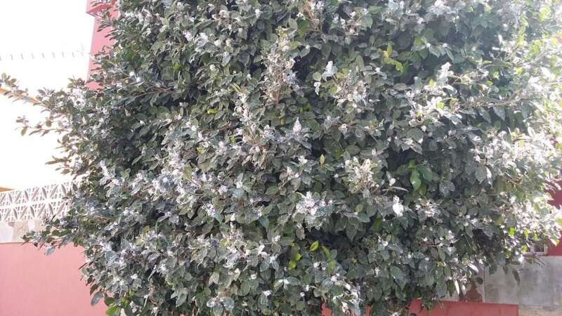 Imagen de uno de los árboles afectados por esta plaga en Marpequeña (Foto TA)