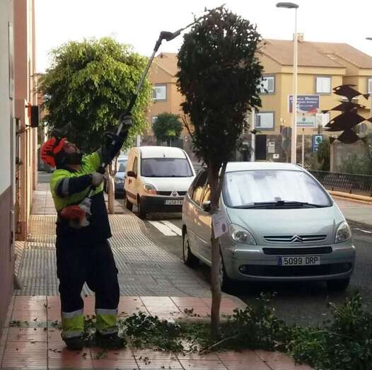 Intervención en árboles y zonas verdes de Marpequeña (Foto TA)