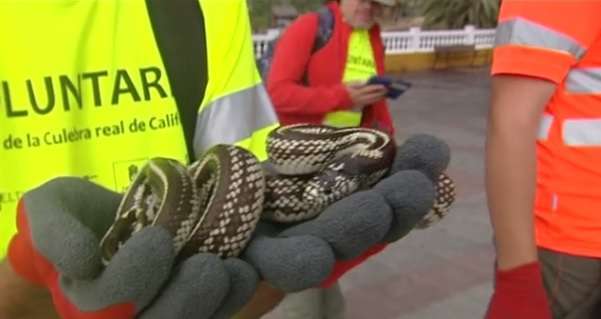 Una de las serpientes capturadas (Foto tomada por TA de RTVC)