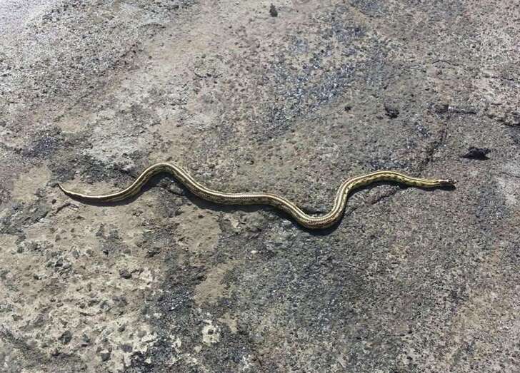 Imagen de archivo de una de las culebras reales de California que han sido capturadas en Telde (Foto TA)