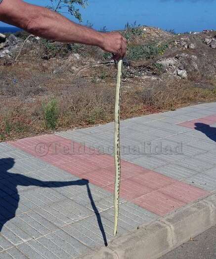 Ejemplar capturado el domingo en el vial costero de Telde (Foto TA)
