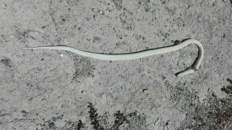 Imagen del ejemplar de culebra real de California hallado este martes en Monte Quemado (Foto TA)