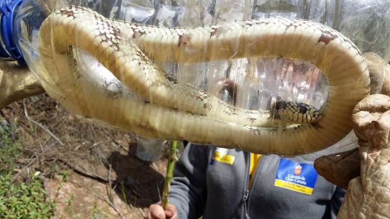 Imagen de una de las serpientes capturadas (Foto TA)