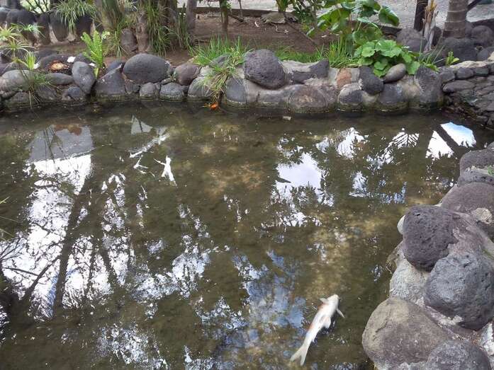 Los peces, flotando ya muertos en la charca del parque de Lulú (Foto TA)