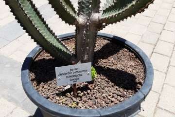 Foto Jesús Ruiz Mesa