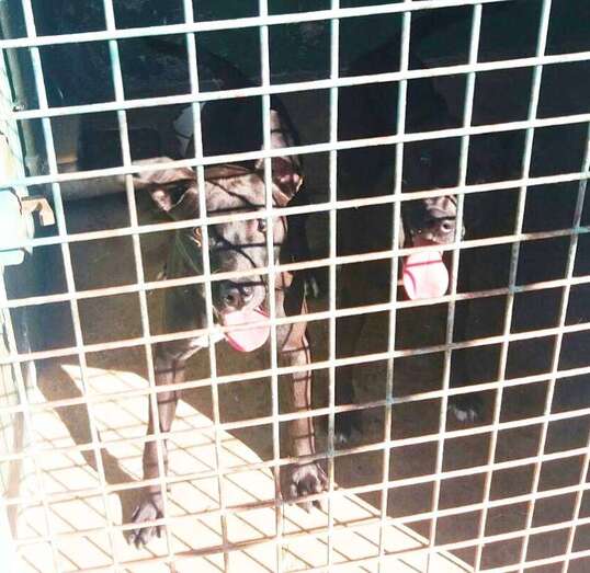 Imagen de los dos perros cuyos dueños abandonaron ayer en la zona de Piletillas (Foto TA)