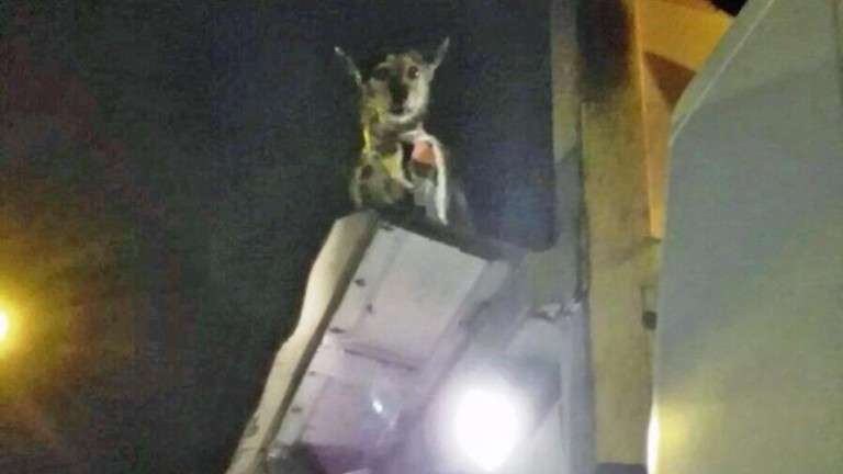 El perro en el interior del camión (Foto TA)