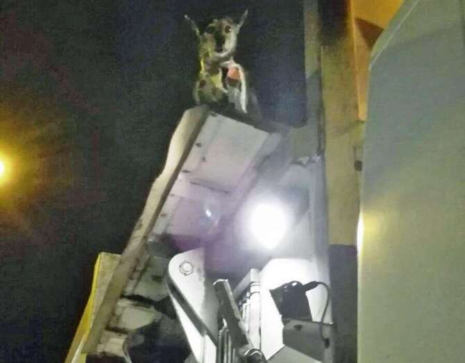 El perro en el camión de basura (Foto TA)