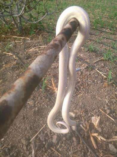 Culebra hallada días atrás en Lomo Blanco (Foto TA)