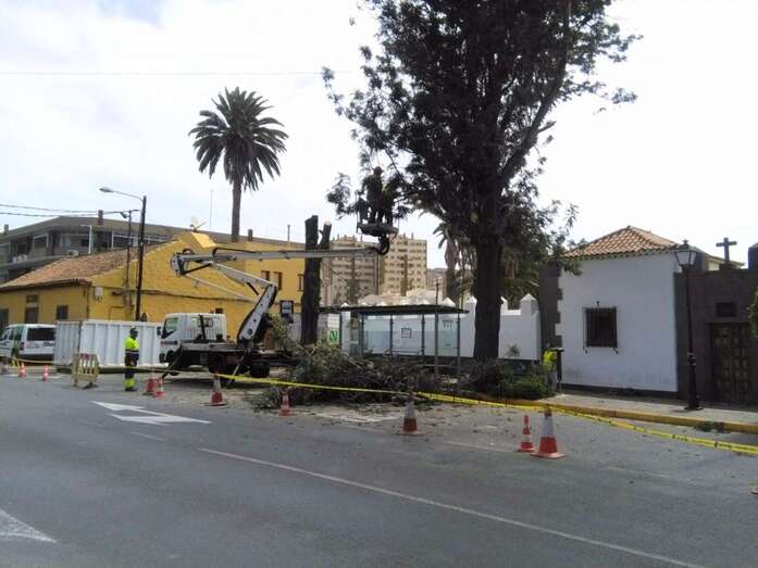 Imagen de los trabajos de tala que comenzaron este miércoles (Foto TA)