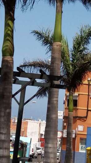 Palmeras del Cruce de Melenara (Foto TA)