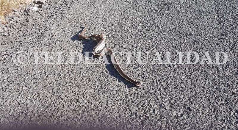 El ejemplar, al parecer de culebra real californiana, fue localizado esta tarde en el Balcón de Telde (Foto TA)