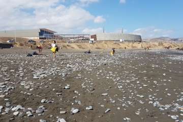 Limpieza de la playa de La Restinga (Foto TA)