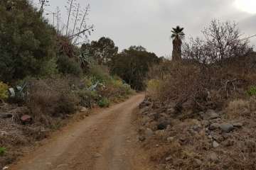 El Barranco de Tundidor (Telde), al golpito (Foto TA)