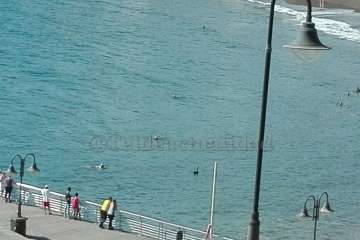 Un cisne le toma el pulso a las aguas de Melenara-Telde (Foto TA)