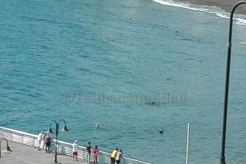Un cisne le toma el pulso a las aguas de Melenara-Telde (Foto TA)