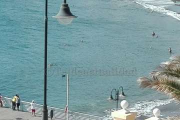 Un cisne le toma el pulso a las aguas de Melenara-Telde (Foto TA)