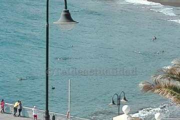 Un cisne le toma el pulso a las aguas de Melenara-Telde (Foto TA)