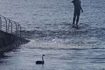 Un cisne le toma el pulso a las aguas de Melenara-Telde (Foto TA)
