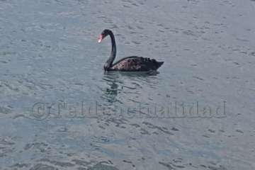 Un cisne le toma el pulso a las aguas de Melenara-Telde (Foto TA)