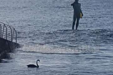 Un cisne le toma el pulso a las aguas de Melenara-Telde (Foto TA)