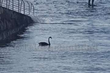 Un cisne le toma el pulso a las aguas de Melenara-Telde (Foto TA)