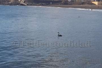 Un cisne le toma el pulso a las aguas de Melenara-Telde (Foto TA)