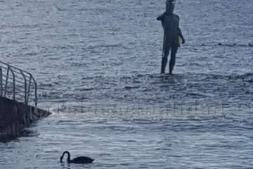 Un cisne le toma el pulso a las aguas de Melenara-Telde (Foto TA)