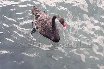 Un cisne le toma el pulso a las aguas de Melenara-Telde (Foto TA)
