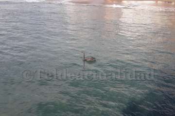 Un cisne le toma el pulso a las aguas de Melenara-Telde (Foto TA)