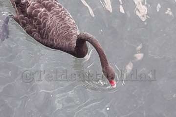 Un cisne le toma el pulso a las aguas de Melenara-Telde (Foto TA)