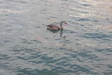 Un cisne le toma el pulso a las aguas de Melenara-Telde (Foto TA)