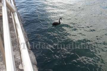 Un cisne le toma el pulso a las aguas de Melenara-Telde (Foto TA)