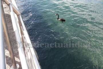 Un cisne le toma el pulso a las aguas de Melenara-Telde (Foto TA)