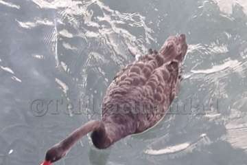 Un cisne le toma el pulso a las aguas de Melenara-Telde (Foto TA)