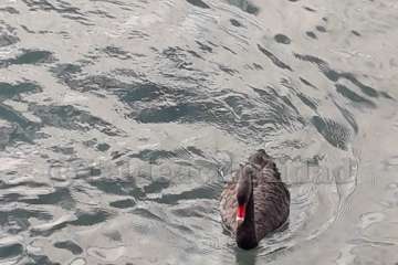 Un cisne le toma el pulso a las aguas de Melenara-Telde (Foto TA)