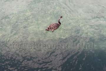 Un cisne le toma el pulso a las aguas de Melenara-Telde (Foto TA)