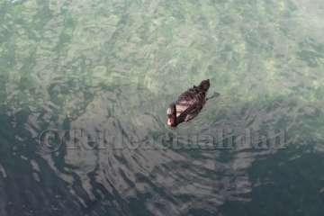 Un cisne le toma el pulso a las aguas de Melenara-Telde (Foto TA)